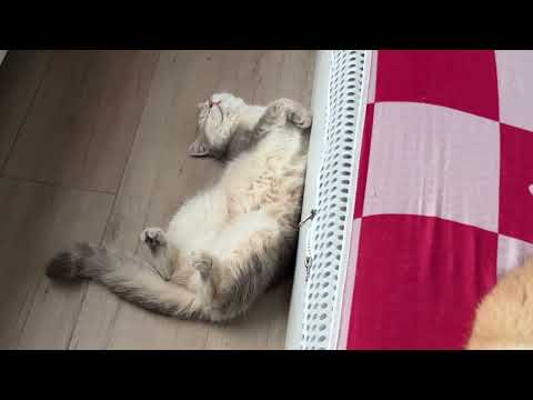 Hai chú mèo nằm ngủ trong phòng rất dễ thương