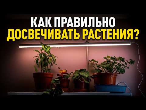 Which lamp should you choose for houseplants? A complete guide to phytolighting!