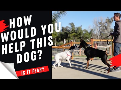 How to help your fearful puppy