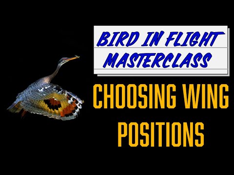 Birds in Flight Photography #2: Capture Perfect Wing Positions Every Time