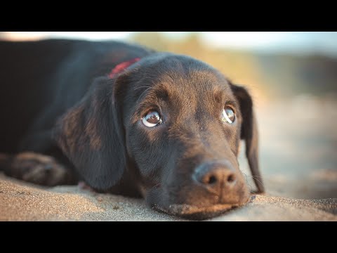 meeting dogs in Costa Rica and taking their portraits