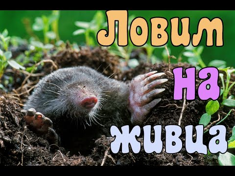 Поймать крота за 5 минут.