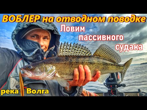 ВОБЛЕР НА ОТВОДНОМ ПОВОДКЕ/КАК ПОЙМАТЬ ПАССИВНОГО СУДАКА?/НОЧНОЙ СУДАК/САМАРА,ВОЛГА/ОСЕНЬ 2025
