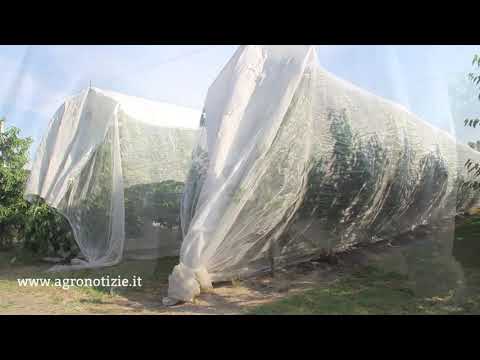 Черешня, революционные изменения.