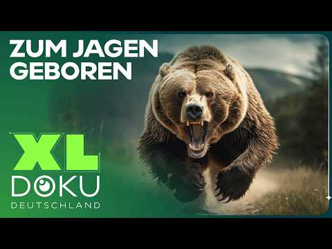 Wilde Tiere hautnah: Geborene Jäger & Rastlose Wanderer | Doku | XL Doku Deutschland