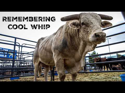 Remembering Cool Whip: A True PBR Legend