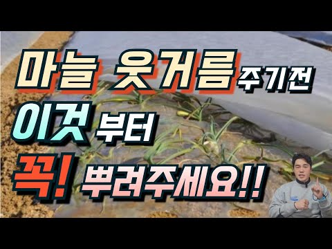 마늘추비 언제 어떻게 줄까? 횟수는?