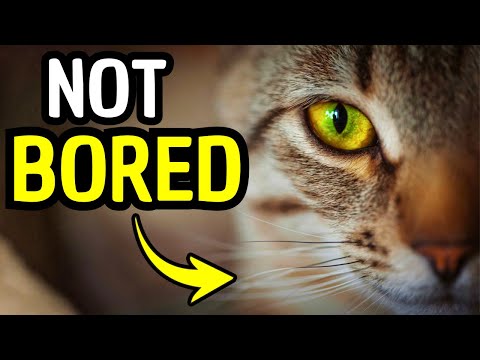 13 Signs Your Indoor Cat Is Leading a Truly Happy Life (99% of Owners Get This Wrong)