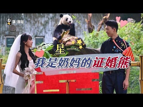 大熊猫星一：我给奶妈当证婚熊，光头仔星一和瑜伽女王雅一在广州的生活故事