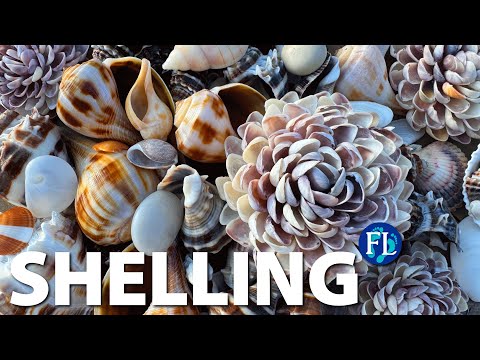 Impromptu Beach & River Shelling Adventure