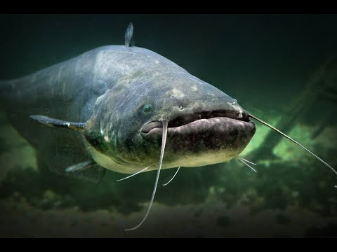 Поездка на Днестр за сомом. Осень 2020. spearfishing for catfish