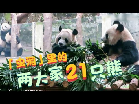 “虫洞”里的熊猫故事:重庆动物园熊丁兴旺,莽仔家又添老五,重动的两大家子21口熊猫的故事