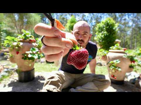 Super Simple Soilless Strawberry System