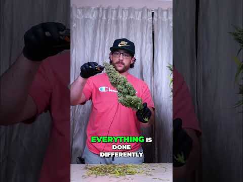 Master Dry Flower Techniques Protect Your Terpenes!