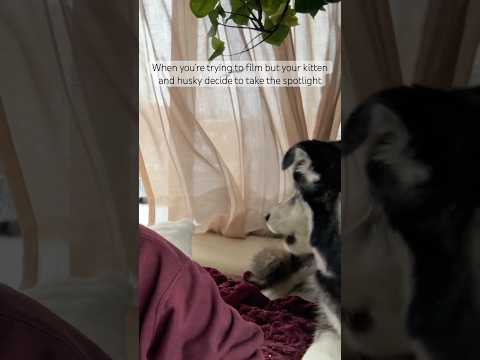 I promise they’re best friends #catsanddogs #animals #lifewithcats #kitten #husky #horselife