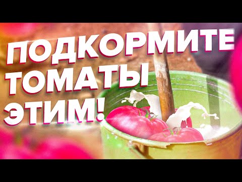 ПОДКОРМИТЕ ТОМАТЫ ЭТИМ! УРОЖАЙ ПОПРЕТ!