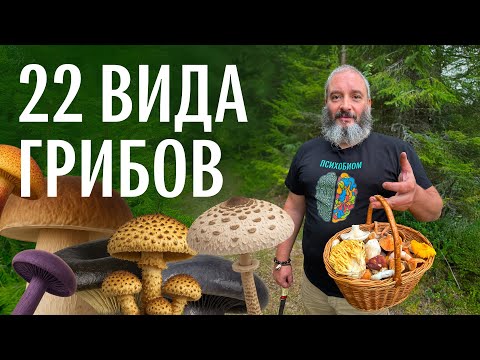 22 вида грибов. Михаил Вишневский