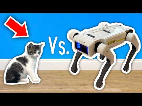 Kitten Vs. Robots!