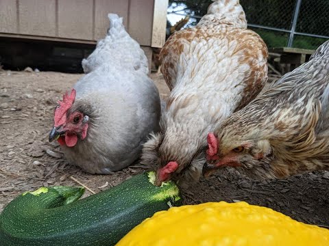 Safe Treats for Chickens (and how to sprout lentils)