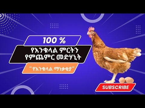 እንቁላል ማነቃቅያ  || Egg Stimulant  #seifufantahun_#ebs_#donkeytube_#abelbirhanu
