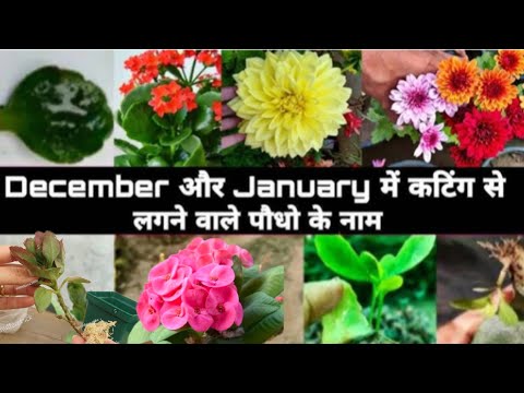 🟣15 + पौधों को cutting ✂️ से लगाएं अभी दिसम्बर के महीने में/Winter season plants from cuttings 🌵