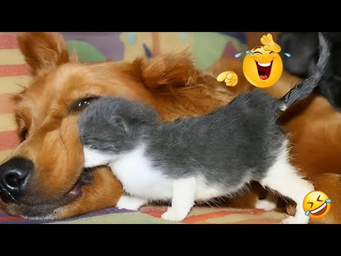 FUNNIEST DOGS On The Internet ππΆ I DARE You NOT to LAUGH #20