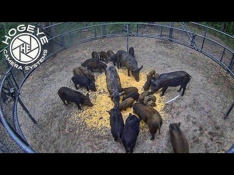 New RECORD with triple wild hog catch.  Big boar. Big sounders.