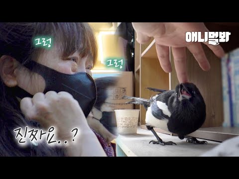 Someone Cut Off Baby Magpie’s Feathers