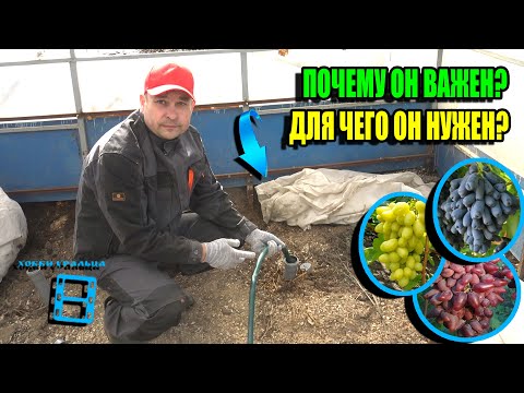 СРОЧНО СДЕЛАТЬ ВЕСЕННИЙ ВЛАГОЗАРЯДКОВЫЙ ПОЛИВ ВИНОГРАДА. ОТКРЫТИЕ ЛОЗЫ? СЕВЕРНЫЙ ВИНОГРАДНИК 24-08