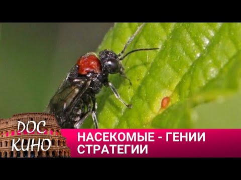 🎭 НАСЕКОМЫЕ - ГЕНИИ СТРАТЕГИИ🌎 ДОКУМЕНТАЛЬНОЕ КИНО 🎆 2023