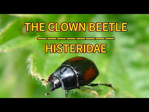 Clown Beetles Explained In 1:30 Seconds | Fascinating Facts About Histeridae