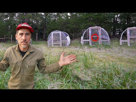 Why No More Chickens