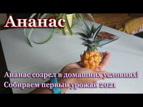 Ананас созрел в домашних условиях!  Собираем урожай ананасов.