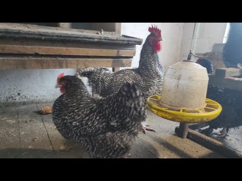 ІНКУБАЦІЯ ЯЄЦЬ В ІНКУБАТОРАХ, ВСІ ЗА І ПРОТИ! ЯК І ЩО ІНКУБУЄТЬСЯ. ОХОЛОДЖЕННЯ ЯЄЦЬ В ІНКУБАТОРАХ