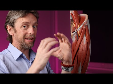 Femoral sheath and canal anatomy