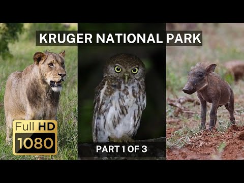 The Wild Wonders of Kruger National Park - Part 1 of 3