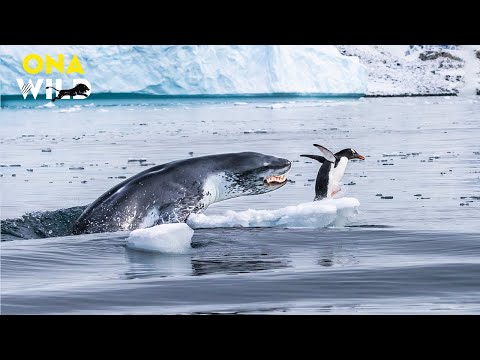 THE ANTARCTICA | Life and Death on the Frozen Edge | Animal Documentary