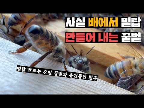 집지으려고 배에서 밀랍 배출하는 꿀벌 목격하기