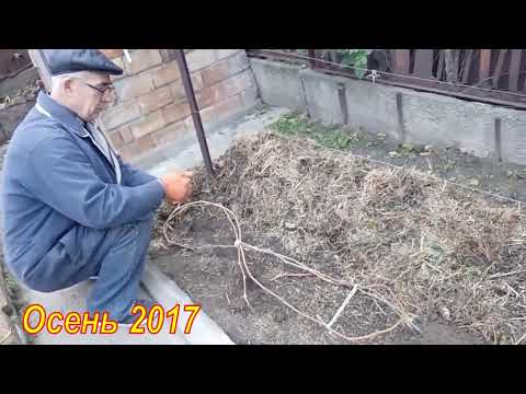 Простая и удобная формировка куста винограда