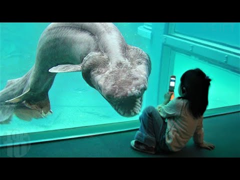 Ancient Creatures That Are Still Alive