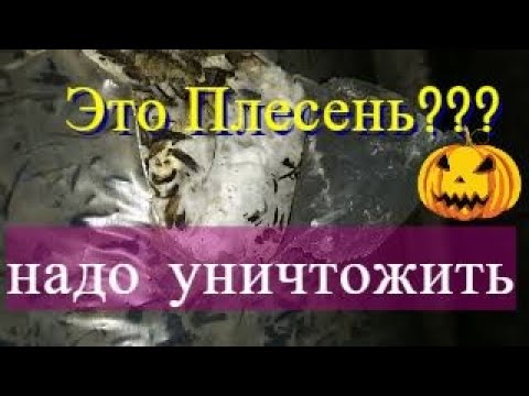 МОХ Плесень ЗАРАЖЕННЫЕ Грибные Блоки Вешенка не вырастет выкинуть лечить Субстрат нужна ДЕЗИНФЕКЦИЯ