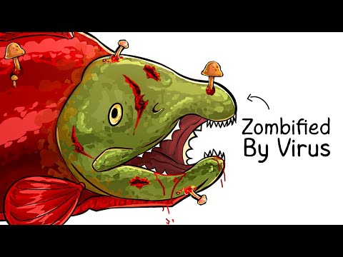 Why it Sucks To Be Born As a Salmon