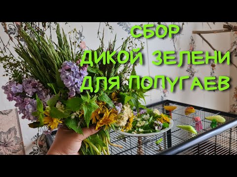 СБОР ДИКОЙ ЗЕЛЕНИ ПОПУГАЮ🌾 Лето! Пора собирать травы и растения попугаям