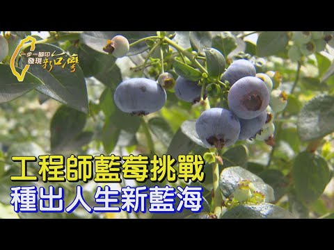 〔台中〕“不做 什麼都沒有”決心從科技業轉行務農  工程師賣房從零摸索 種出優質國產藍莓∣一步一腳印【轉變的決心台灣藍莓】202500511