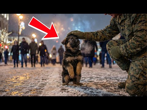 A Lost German Shepherd Was Found by a Marine Under New Year’s Lights… and His Life Changed Forever