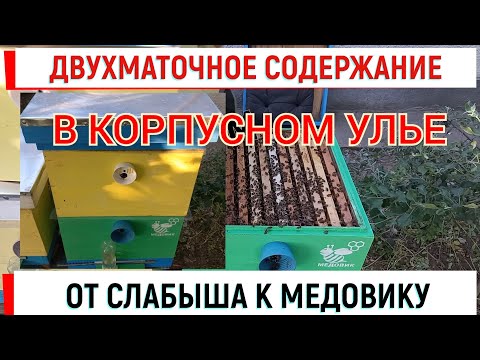 Двухсемейное содержание в вертикальном улье. От слабышей к МЕДОВИКУ.