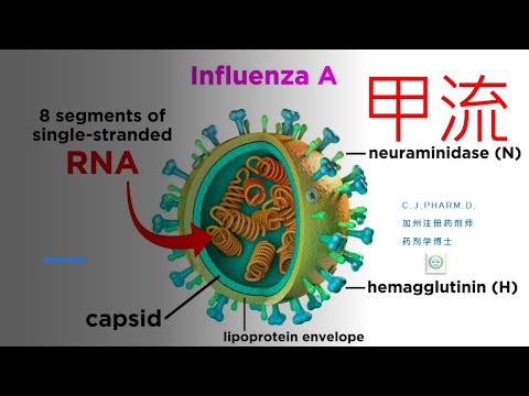最近甲流（流感）在中国情况严重，为什么呢？甲流是什么造成的？有什么症状？和感冒和新冠有什么区别？如何治疗和预防？