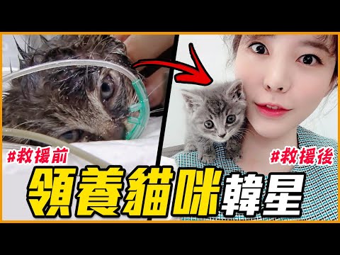 領養貓咪卻被網友罵？11位超暖心「領養貓貓」的韓星