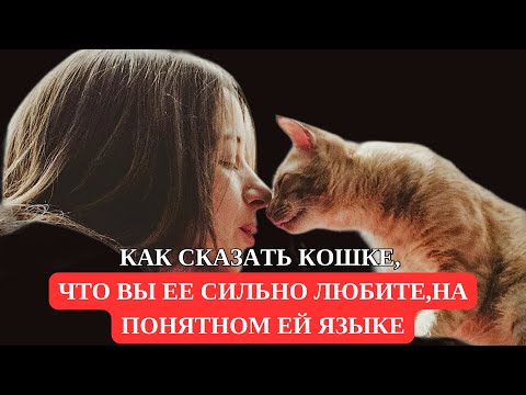 Как Сказать Кошке, Что Вы ее Сильно Любите, На Понятном Ей Языке