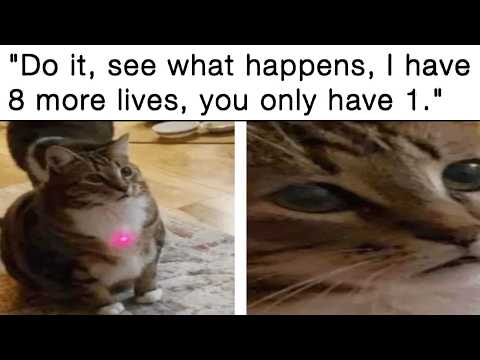 Cat Memes